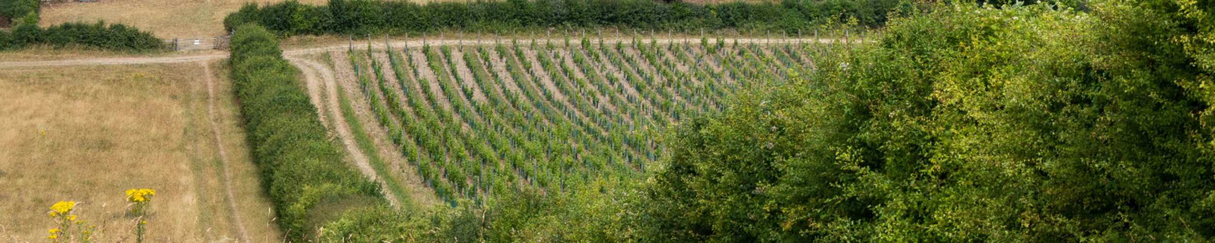 Exploring Eco-Friendly & Sustainable Wine Practices