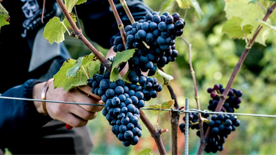 How Red Wine is Made: Step-by-Step from Grape to Glass