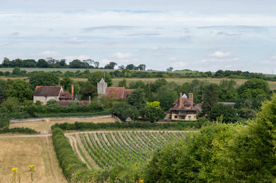 Exploring Eco-Friendly & Sustainable Wine Practices