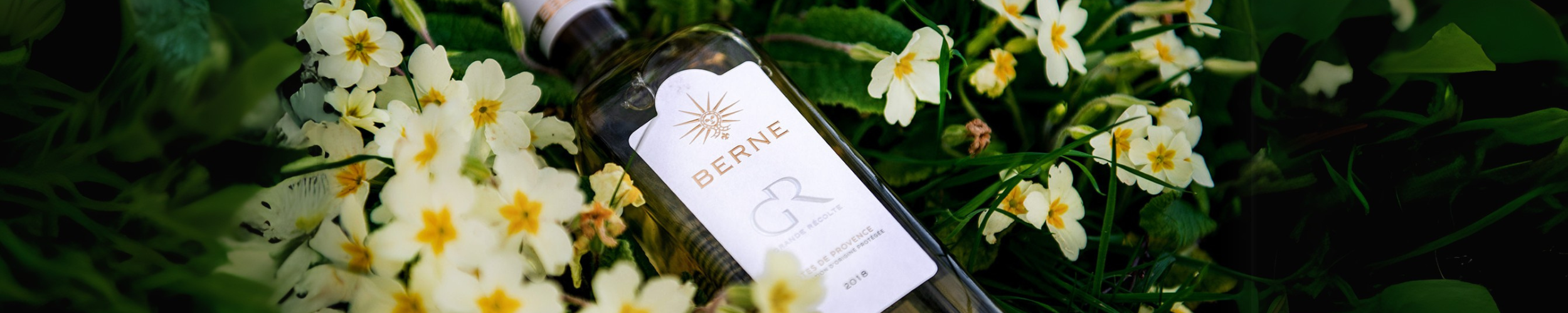 Discovering Provence Red Wine: Regions, Grapes & Why It’s Trending