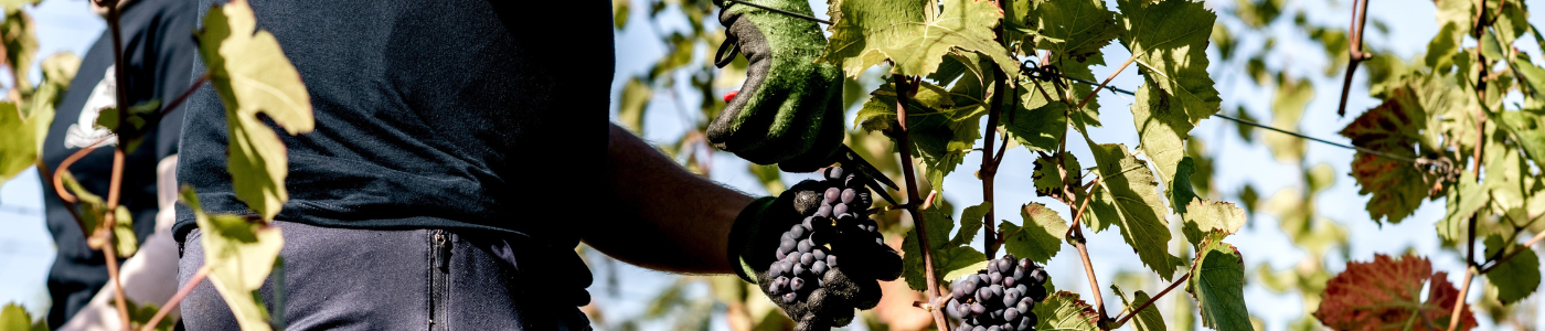 How Red Wine is Made: Step-by-Step from Grape to Glass